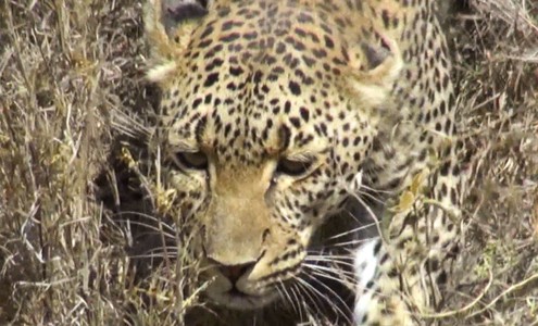 Video. Serengeti National Park. Tanzania. [English subtitles]