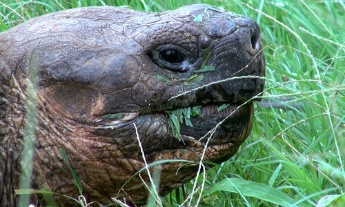 Video. The Galápagos tortoise. Iguana. Seals. The Galápagos Islands.