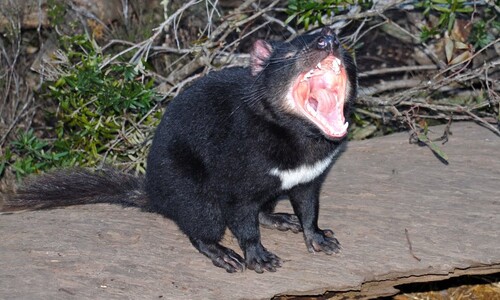 Video. Wild Tasmania. Tasmanian devil. Echidna. Wombat. Possum. Wallaby.