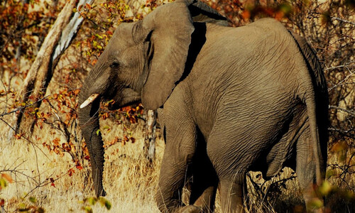Видео. Логово гиен. Гепарды и слоны. Заповедник Северный Тули. Ботсвана.