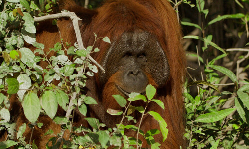 Video. Orangutans of Borneo Island. Kalimantan. Indonesia. 4K.
