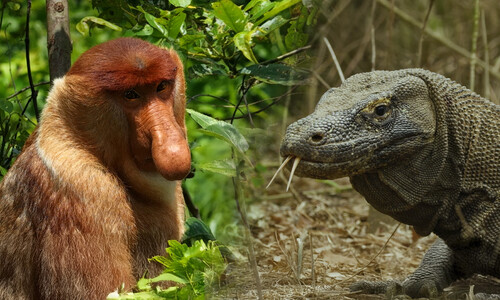 Фильм: "Индонезия. Красоты дикой природы". 4K.