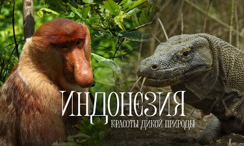Фильм: "Индонезия. Красоты дикой природы". 4K.